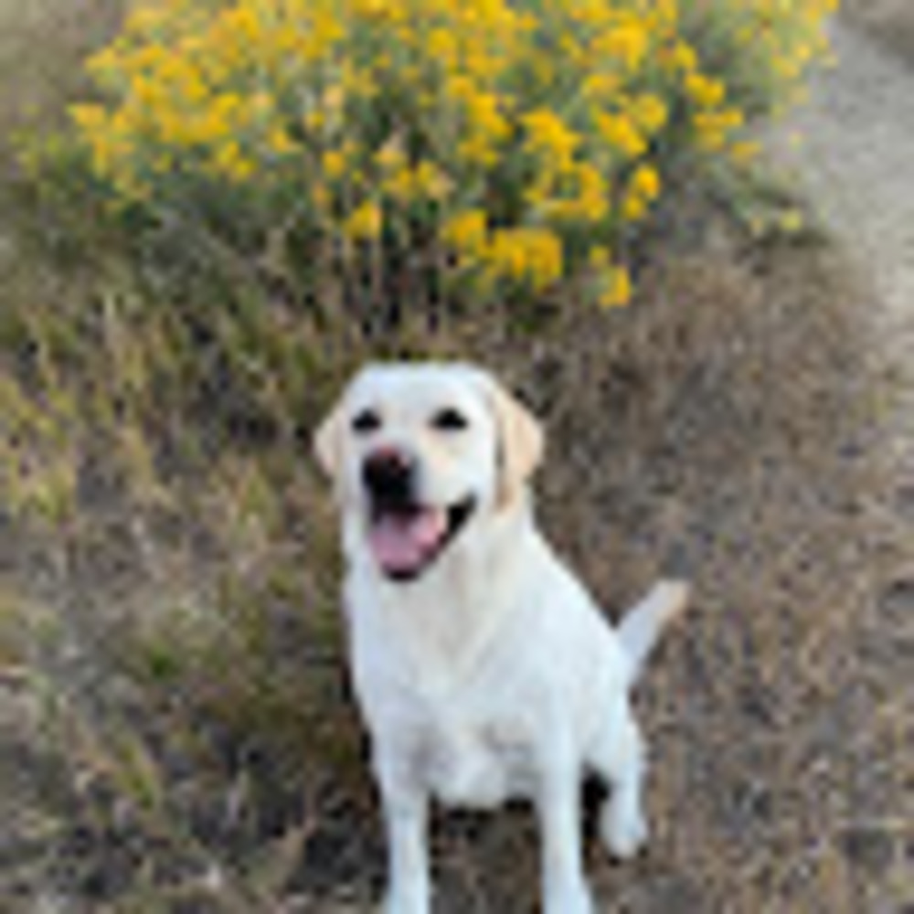 Meet your Posher, Sue